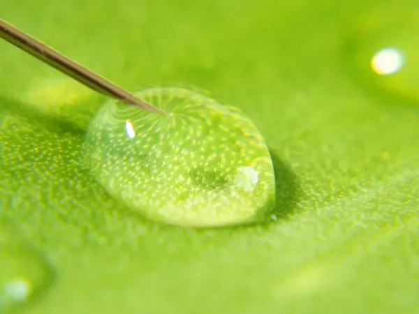 Pianta Siringa Aloe Vera Utilizzando Pianta Aloe Vera Produzione Medicinali — Foto Stock