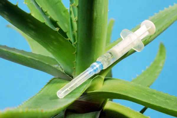 Planta Aloe Vera Medicina Herbal Para Tratamiento Piel Uso Spa — Foto de Stock