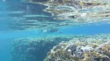 Adam mercan resiflerinin ve balıkların yanında dalış videosu çekiyor. Su altı kameralı adam çekim yapıyor.