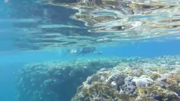 Mężczyzna Robi Film Nurkowy Pobliżu Pięknej Rafy Koralowej Ryb Człowiek — Wideo stockowe