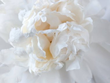 Güzel beyaz şakayık arkaplan, yakın plan