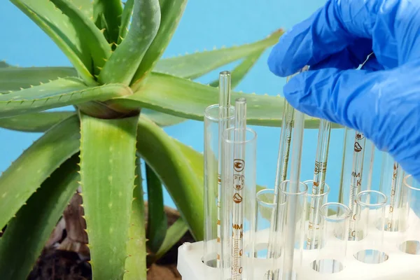 Aloe Vera Plante Phytothérapie Pour Traitement Peau Utilisation Dans Spa — Photo