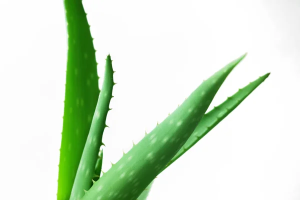 Листки Рослин Aloe Vera Ізольовані Білому Тлі Рослинна Медицина Лікування — стокове фото