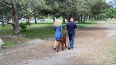 Dnipro, Ukrayna - 01.06 2021: Yazın köpekleriyle parkta yürüyüş yapan bir çiftin görüntüleri
