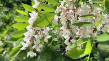 Açan akasya görüntüsü. Akasya çiçekleri ve dallar, sığ tarla derinliği