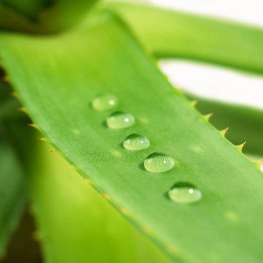 Aloe Vera 'nın bitki yapraklarına su damlaları, cilt tedavisi için bitkisel ilaçlar. Doğadaki bitki, yakın plan.