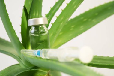 Aloe Vera bitkisi, cilt tedavisi için bitkisel ilaç ve kaplıcada şişe içinde cilt bakımı. Doğadaki bitki, yakın plan.