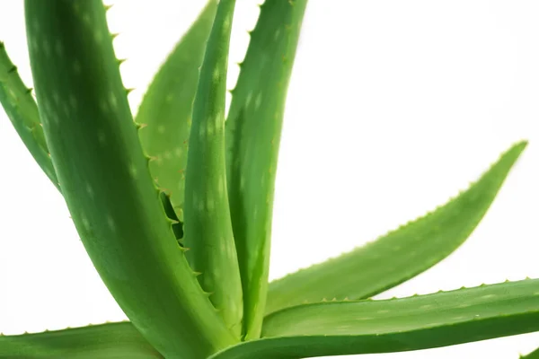 Φύλλα Φυτών Aloe Vera Απομονώνονται Λευκό Φόντο Βοτανική Ιατρική Για — Φωτογραφία Αρχείου