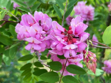 Yapraklı akasya, Acacia çiçekleri, Robinia psödoacia. Pembe akasya. Yakın çekim
