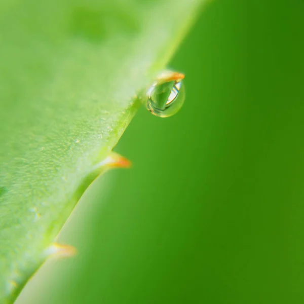 Gotas Água Folha Planta Aloe Vera Medicina Herbal Para Tratamento — Fotografia de Stock