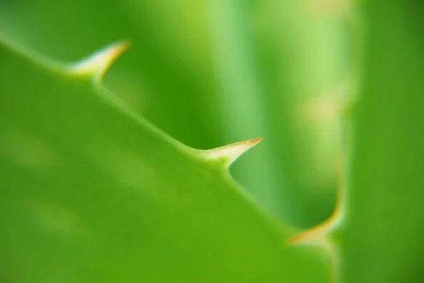 Liść Rośliny Aloes Vera Lek Ziołowy Leczenia Skóry Zioło Naturze — Zdjęcie stockowe