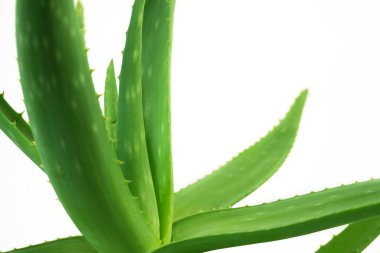 Aloe Vera bitki yaprakları beyaz arka planda izole, cilt tedavisi için bitkisel ilaçlar. Doğadaki bitki, yakın plan.