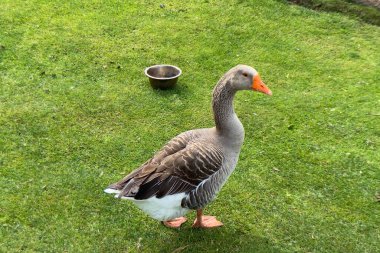 Yaban kazları yaz günü, açık havada, nehrin kenarında yeşil çimlerde yürüyorlar.
