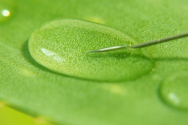 Aloe Vera bitki ve şırınga, Aloe vera bitkisini ilaç üretimi için, kozmetik ürünlerini cilt tedavisi için, bitkisel ilaçları cilt bakımı için kullanıyor. Doğadaki bitki, yakın plan.