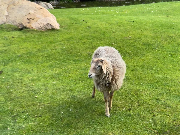 Moutons Marchant Sur Belle Prairie Verte Extérieur — Photo