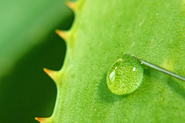 Pianta Siringa Aloe Vera Utilizzando Pianta Aloe Vera Produzione Medicinali — Foto Stock