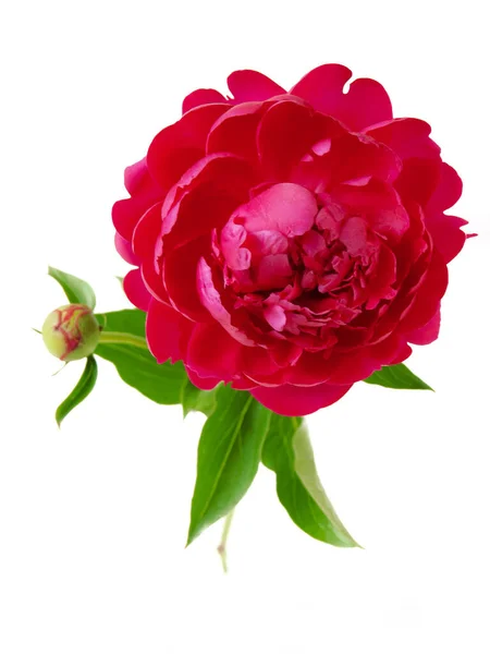 Beautiful Red Peony Isolated White Background Closeup — Stock Photo, Image