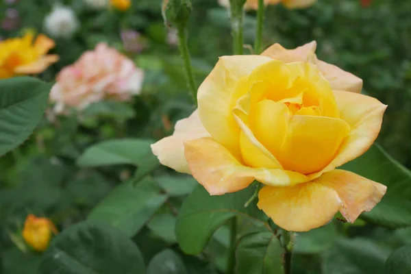 美丽的黄玫瑰在阳光明媚的花园里 — 图库照片