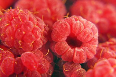 Taze taze taze kırmızı ahududu, yakın plan.