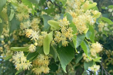 İlkbaharda ıhlamur ağacı açar ve şehirde daha da büyür.