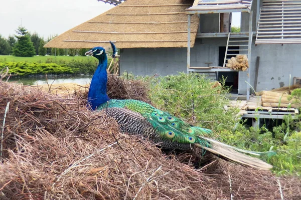 Pfau Vogel Sitzt Der Nähe Von Haus Und Fluss Schönheit — Stockfoto