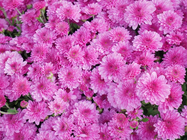 밖에서 꽃향기를 분홍빛 별똥별들 — 스톡 사진