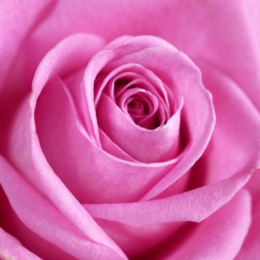 Güzel pembe arkaplan, yakın plan, makro