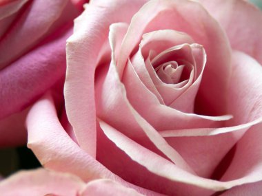 Güzel pembe arkaplan, yakın plan, makro