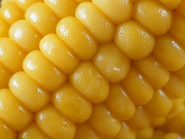 Bir parça mısır ve tohum yakın çekim, makro