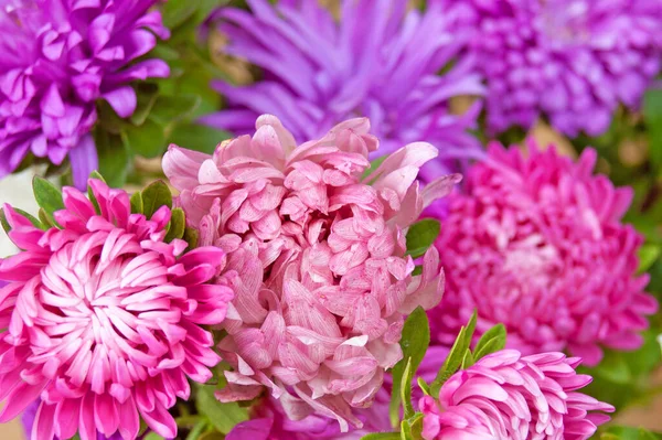 Viele Rosa Violette Und Weiße Astern Nahaufnahme — Stockfoto