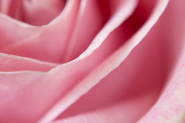Mooie Roze Roos Achtergrond Close Macro — Stockfoto