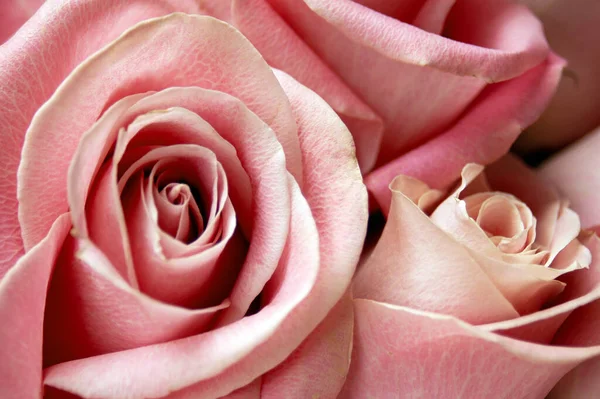 Bella Rosa Sfondo Rosa Primo Piano Macro — Foto Stock