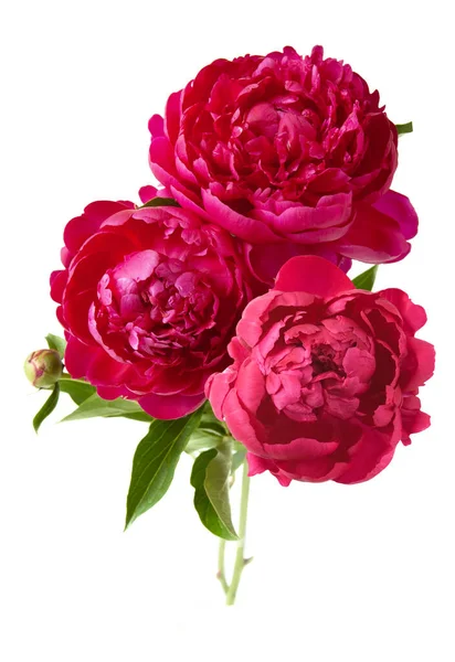 Beautiful Red Peony Bunch Isolated White — Stock Photo, Image