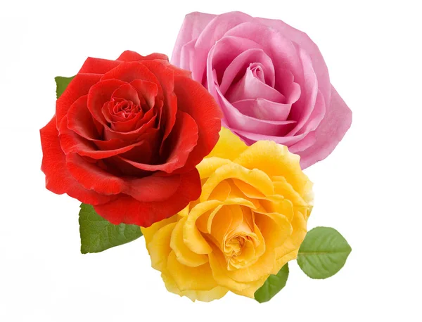 Hermosa Rosa Rosa Aislada Sobre Fondo Blanco Primer Plano —  Fotos de Stock