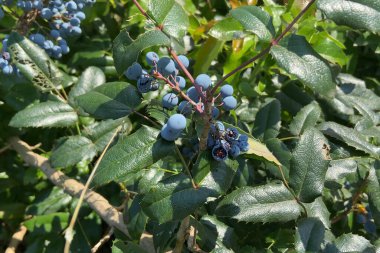 Çalılıklarda taze organik yaban mersinleri, yaban mersinli taze organik yaban mersinleri, açık havada.