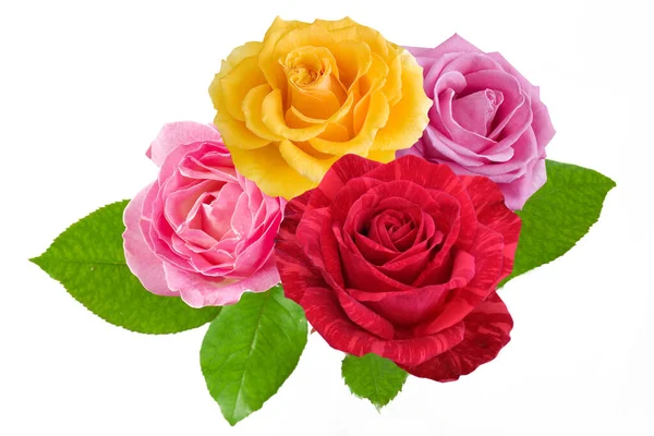 Bella Rosa Rose Gruppo Isolato Sfondo Bianco Primo Piano — Foto Stock