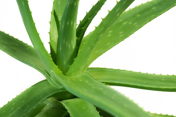 Aloe Vera Növény Levelekfehér Háttér Közelkép — Stock Fotó
