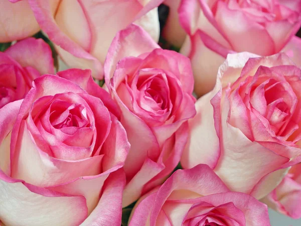 Красиві Рожеві Троянди Букет Фону Крупним Планом — стокове фото