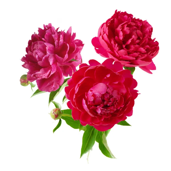 Beautiful Red Peony Bunch Isolated White Background Closeup — Stock Photo, Image