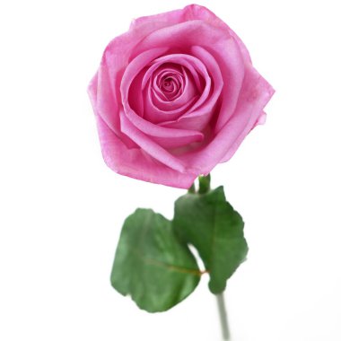 Beyaz arkaplanda güzel pembe bir gül, yakın plan