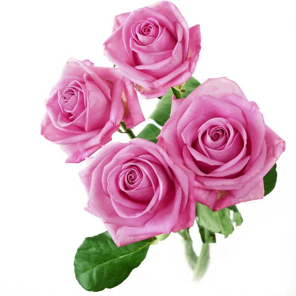 Vackra Rosa Rosor Gäng Isolerad Vit Bakgrund Närbild — Stockfoto