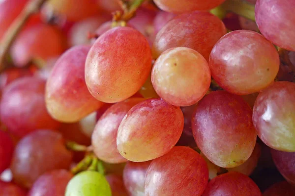 Olgun kırmızı üzüm. Yapraklı pembe demet. Yakın çekim, makro