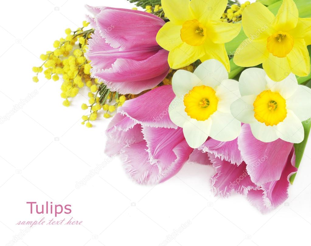 Mimosa,tulips and narcissus flowers isolated on white background with sample text