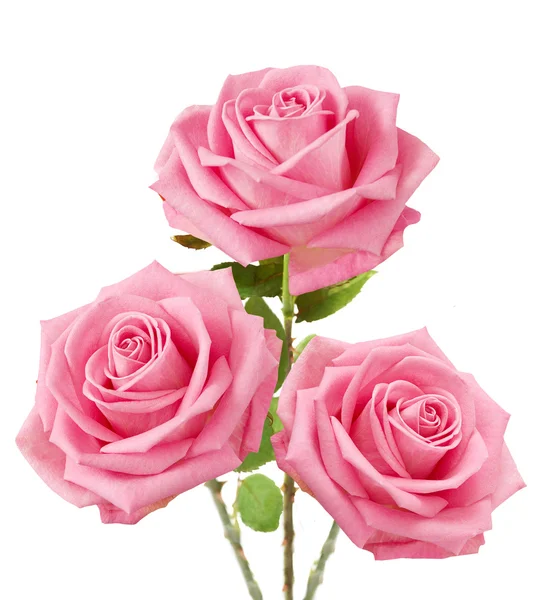 Bunch of pink roses isolated on white — Stock Photo, Image