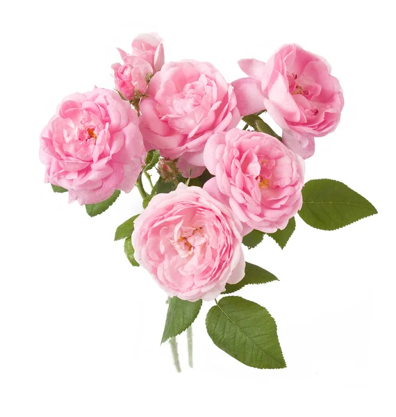 Květy růže banda izolované na bílém pozadí — Stock fotografie