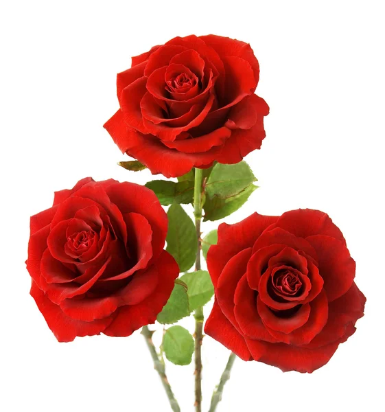 Bouquet de roses rouges en velours isolées sur blanc — Photo