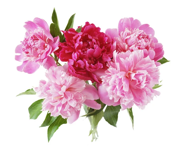 Peony bunch isolated on white background — Stock Photo, Image