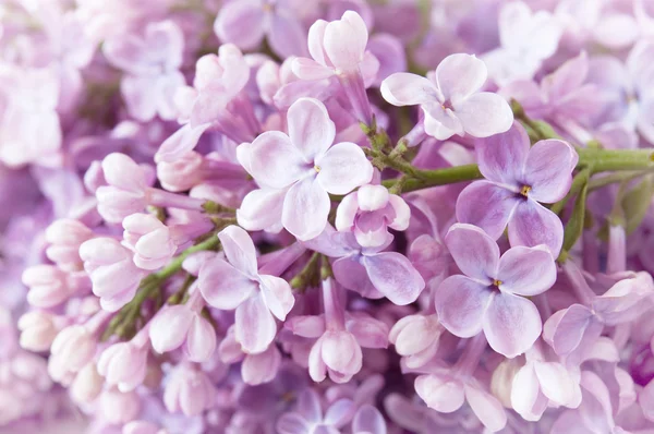 Lilac blommor bakgrund — Stockfoto