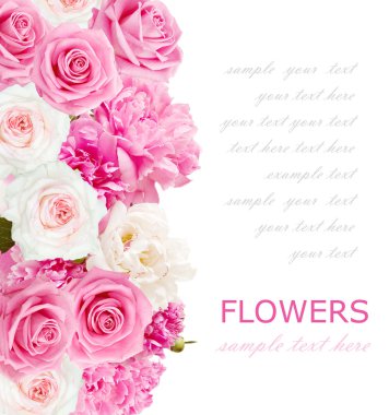 Arka plan peonies ve örnek metin ile beyaz izole gül ile
