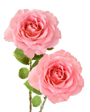 Beyaz arka plan üzerinde izole düğün pembe gül buketi